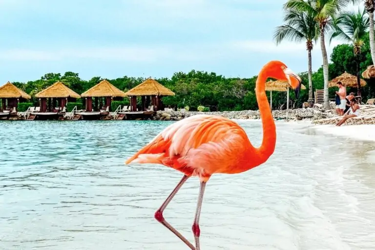 Visit Flamingo Beach in Aruba