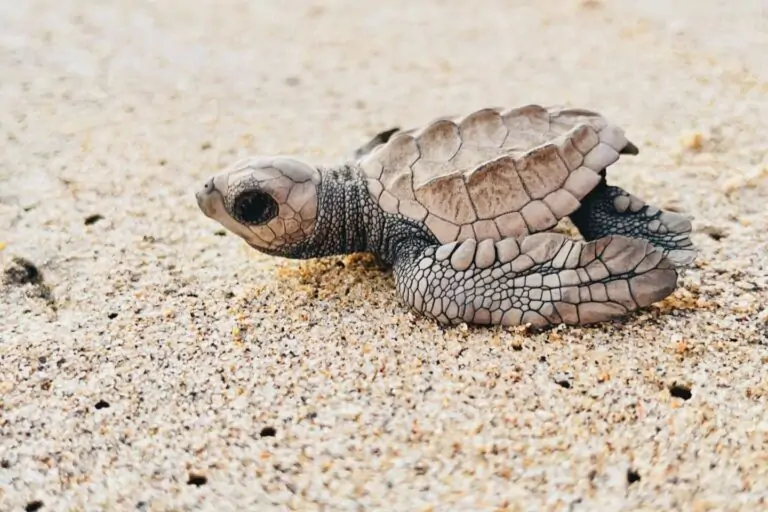 Release Baby Sea Turtles in Puerto Vallarta