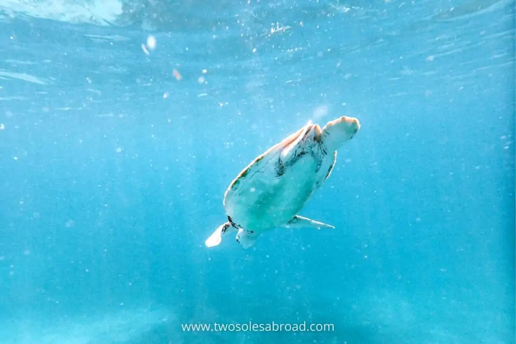 things to do in Aruba, Sea Turtle, Snorkeling