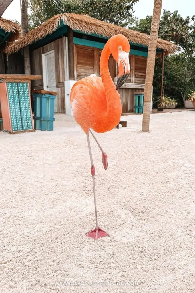 things to do in Aruba, Flamingo Beach, Renaissance Island Aruba Day Pass, pink flamingo