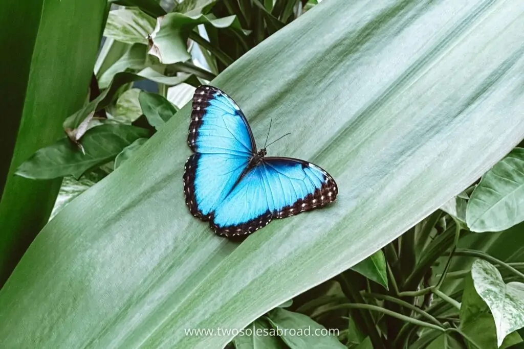 things to do in Aruba, The Butterfly Farm, Blue Morpho Butterfly
