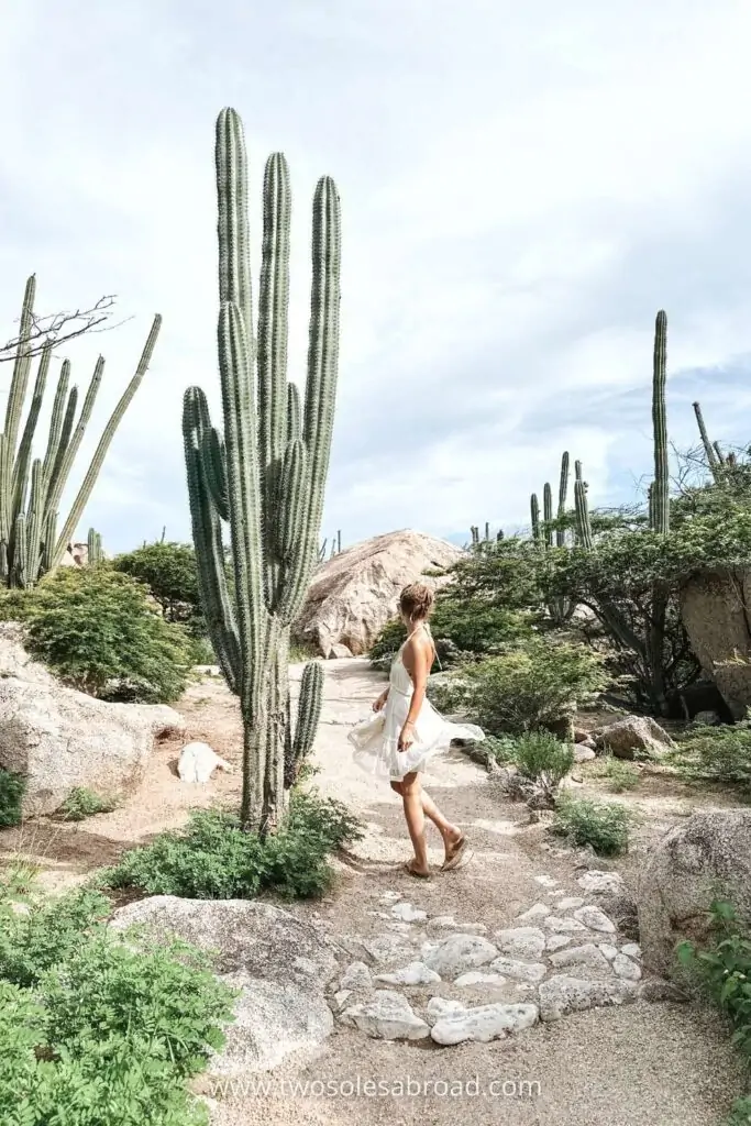 things to do in Aruba, Ayo Rock Formations, Cacti