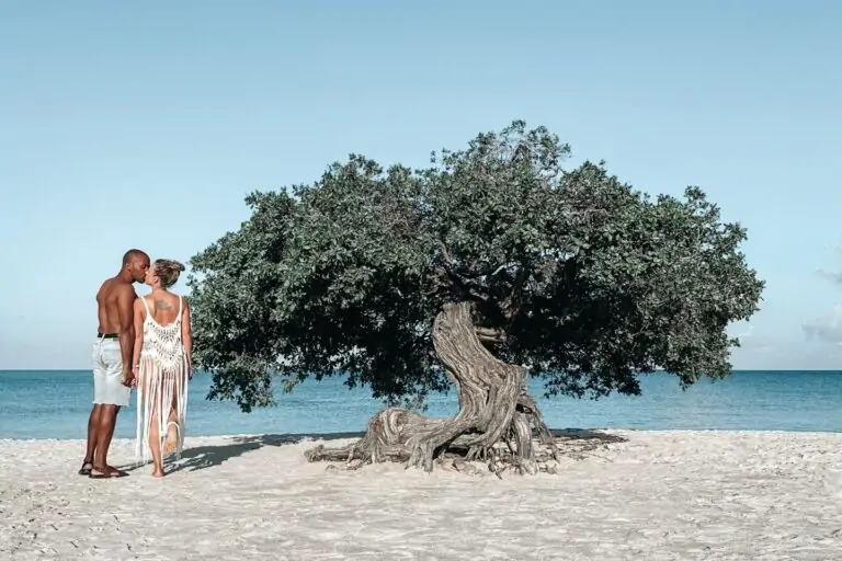 things to do in Aruba, divi divi tree, fofoti tree